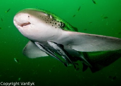 Very close by fly-over by a leopard shark by Bill Van Eyk 